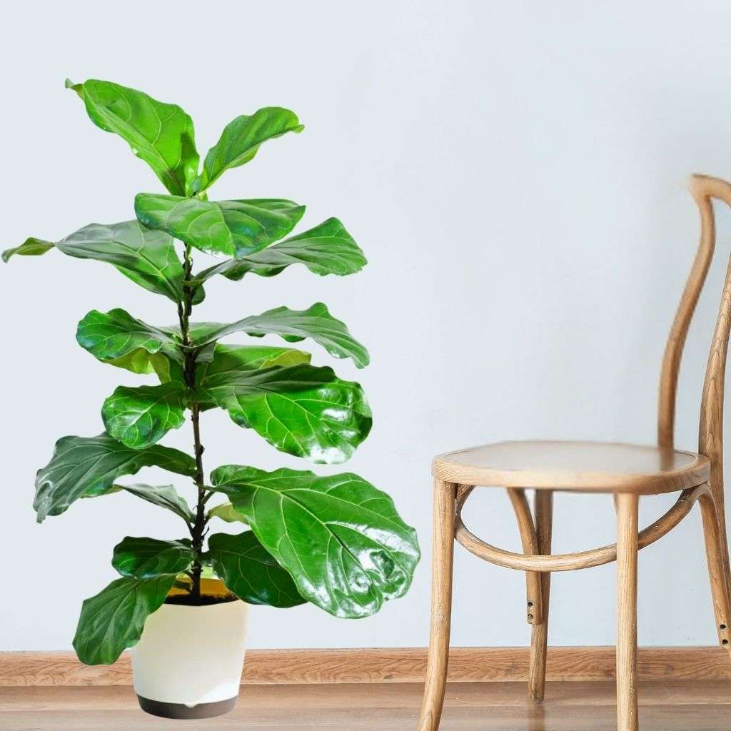 Fiddle Fig 