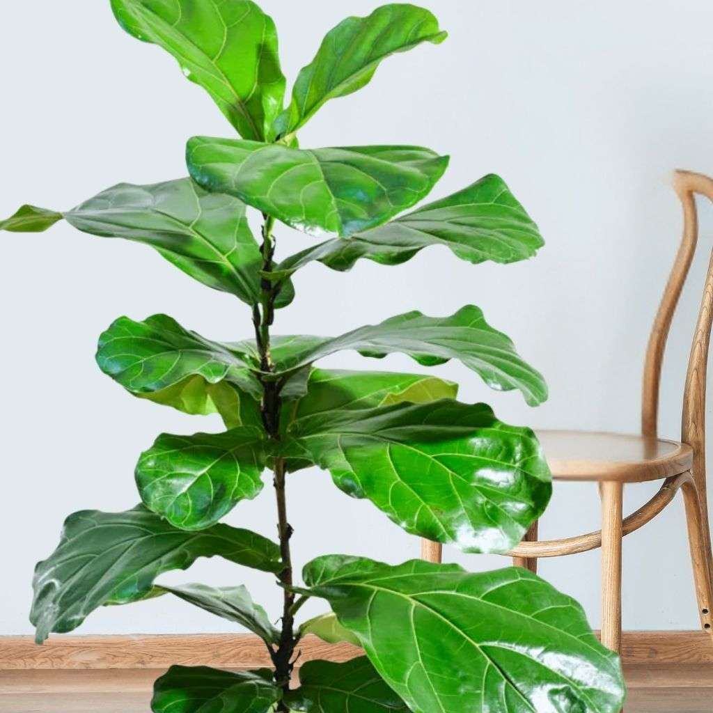 Fiddle Fig Thumbnail 1