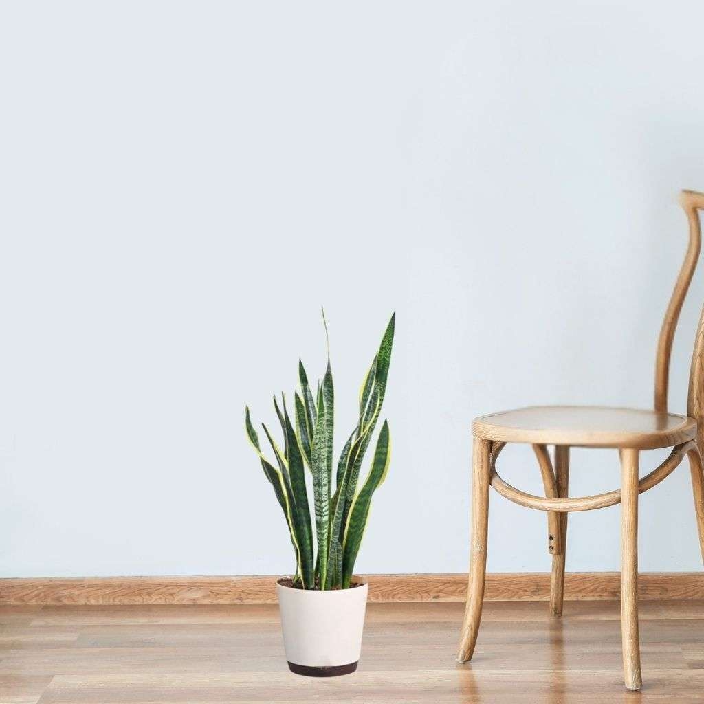 Plant 2