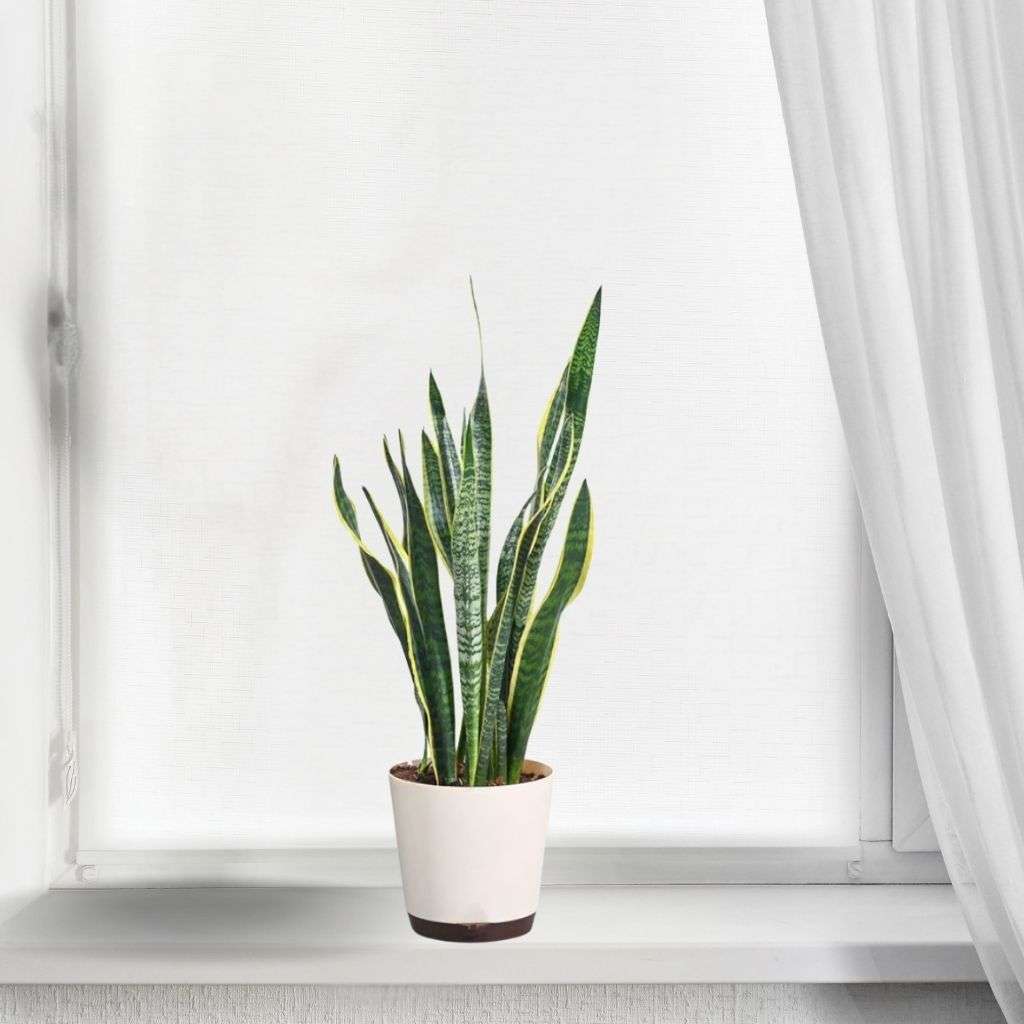 Plant 2 Thumbnail 1
