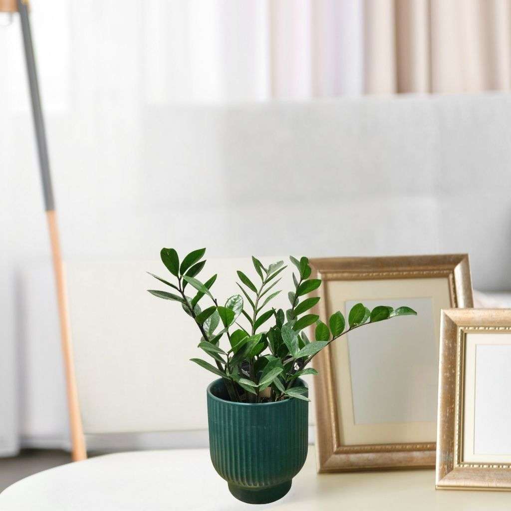 Zamia