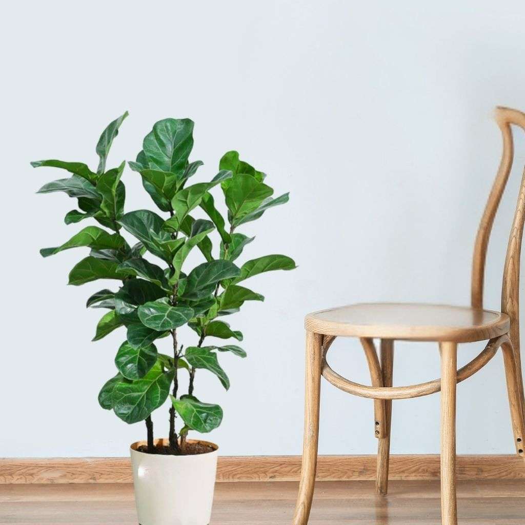 Fiddle Leaf Fig Plant