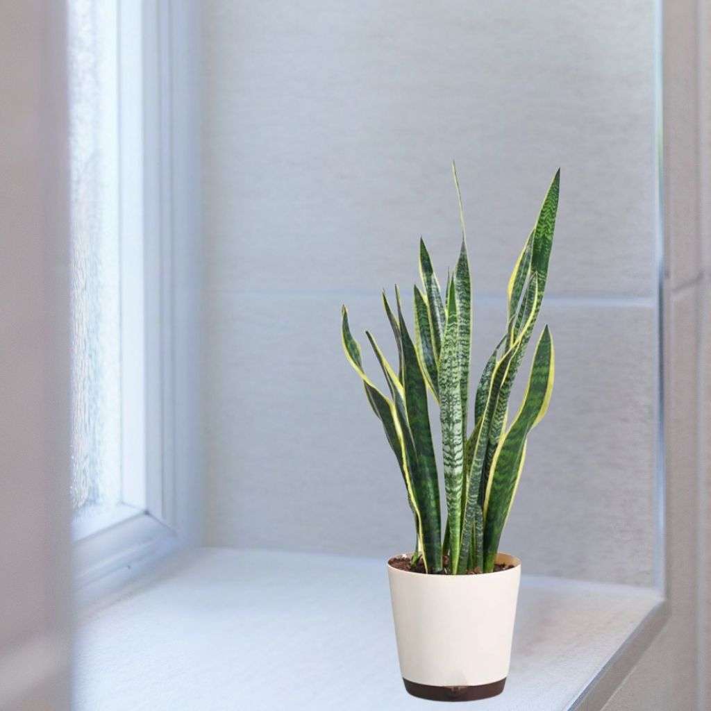 Sansevieria Laurentii Plant