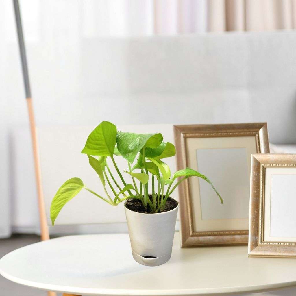 Money Plant