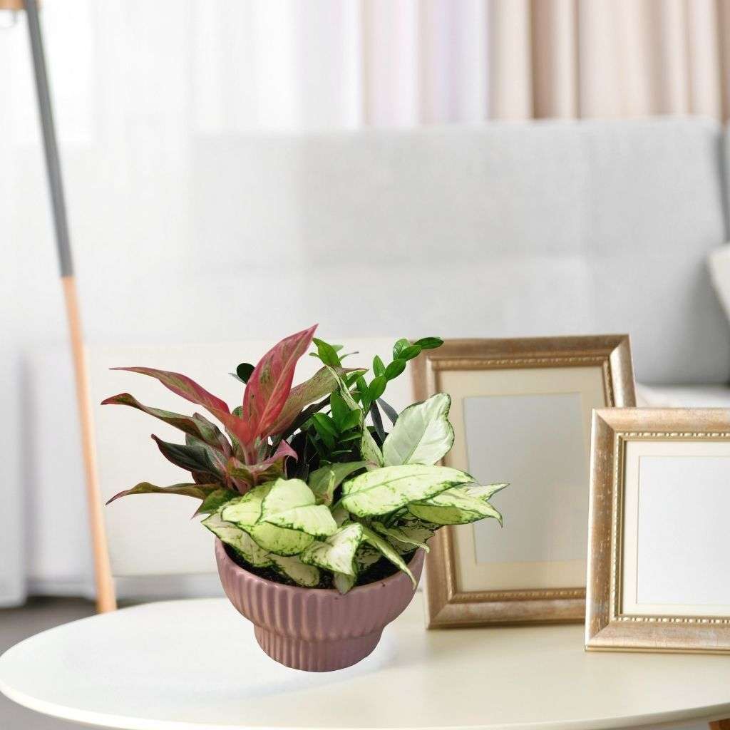 Aglaonema red, Zamia & Aglaonema Ice
