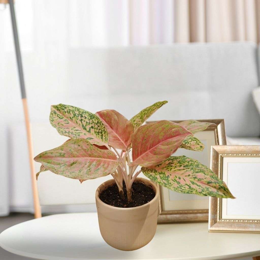 Aglaonema Red