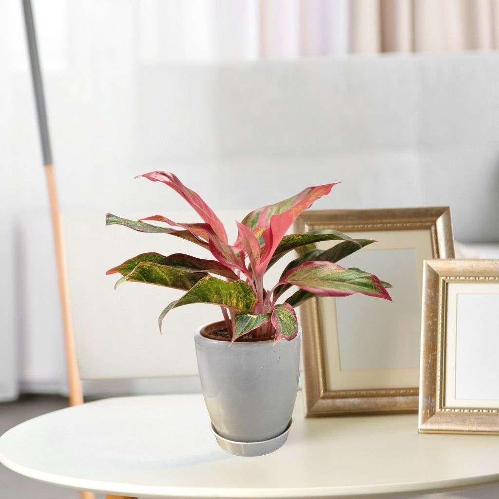 Aglaonema