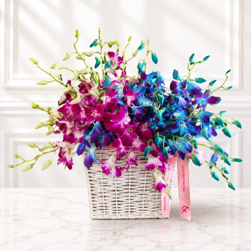 Orchid Paradise